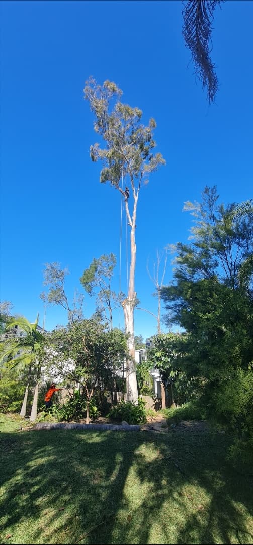 True Vine Tree Works tree services work in Karalee