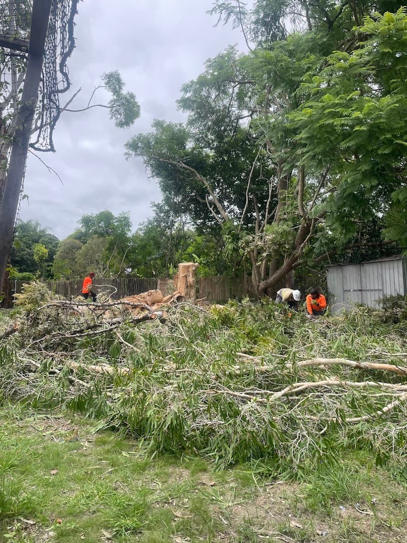 True Vine Tree Works tree services work in Karalee