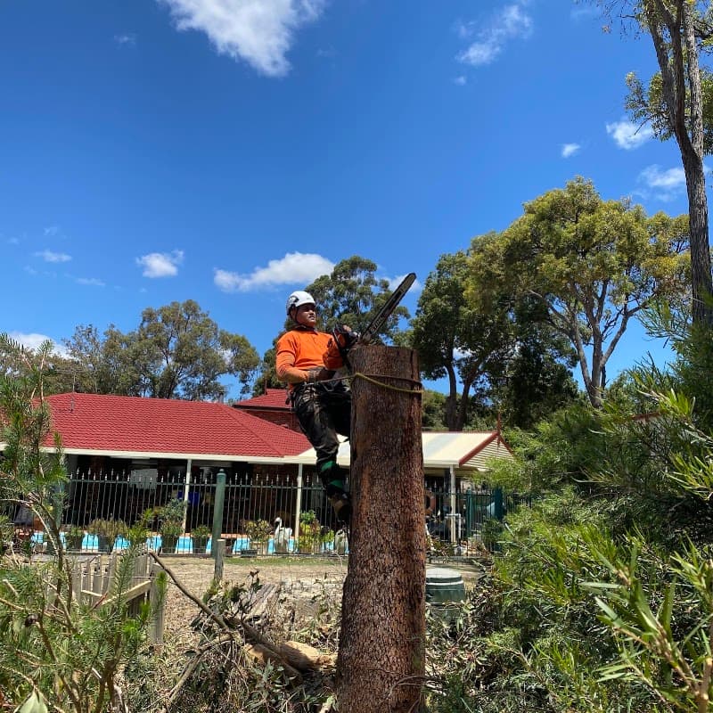 Trusted trees tree services work in Rockingham
