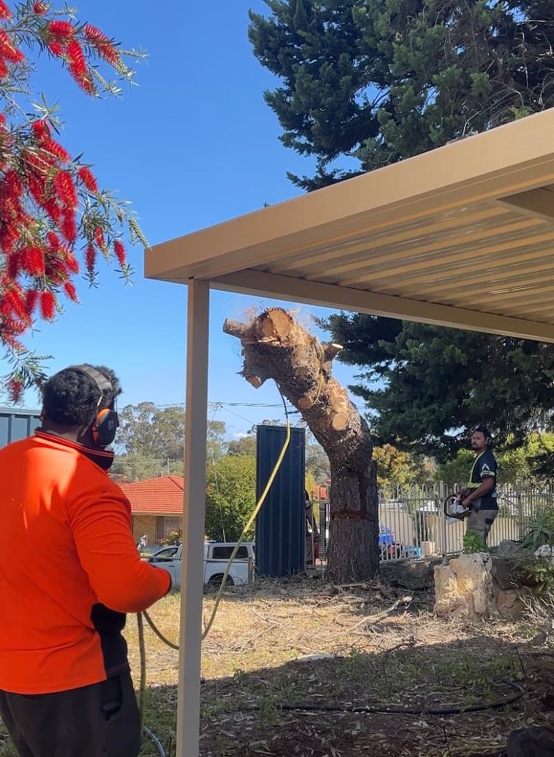 Trusted trees tree services work in Rockingham