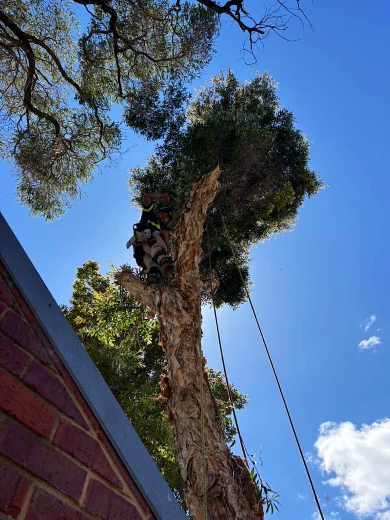 Trusted trees tree services work in Rockingham