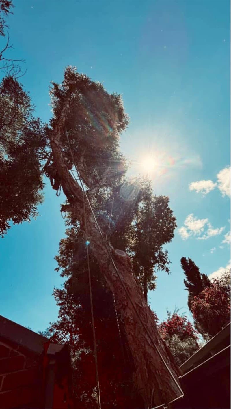 Trusted trees tree services work in Rockingham