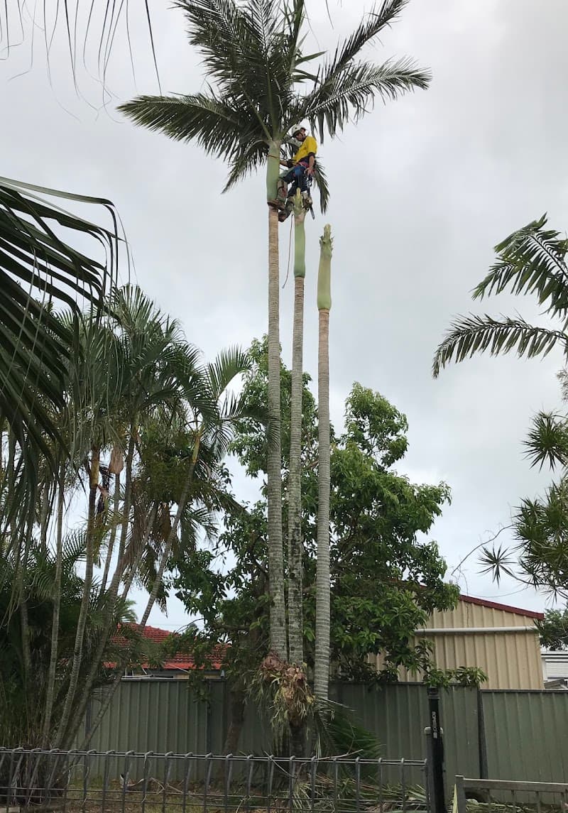 Urban Arborcare tree services work in West Mackay