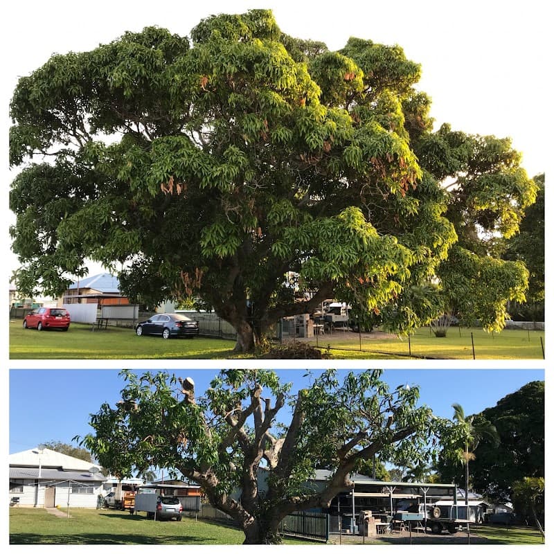 Urban Arborcare tree services work in West Mackay