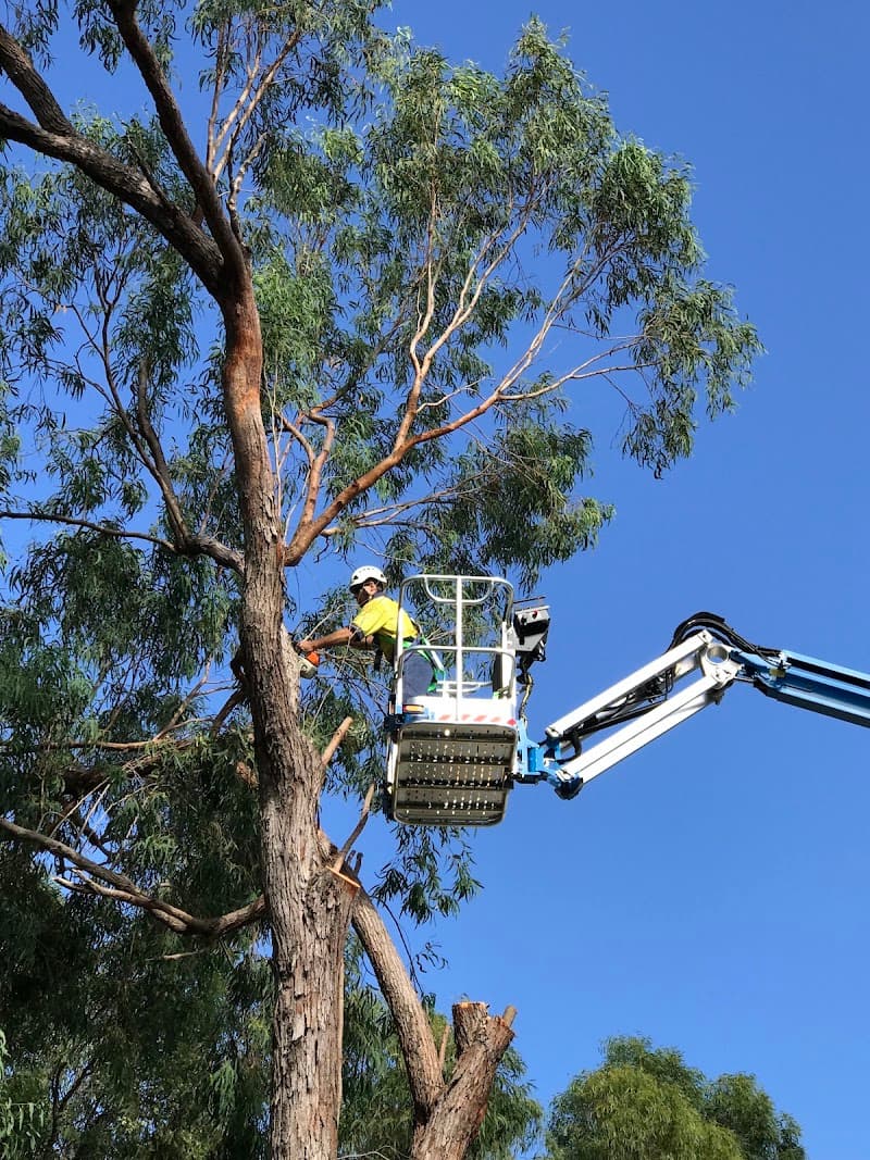 Urban Arborcare tree services work in West Mackay