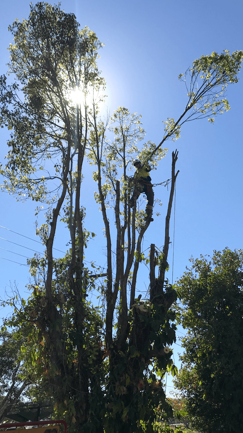 Urban Arborcare tree services work in West Mackay