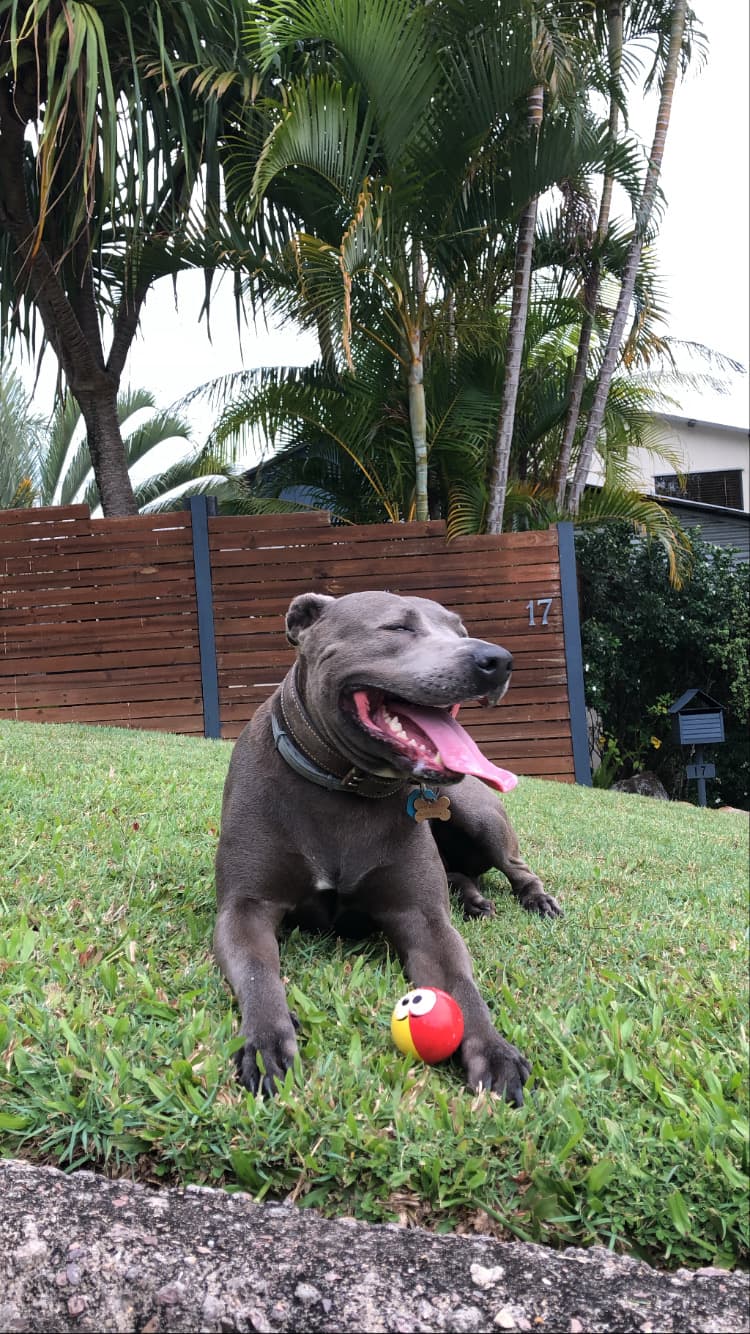 Urban Dog Training dog training work in Carindale