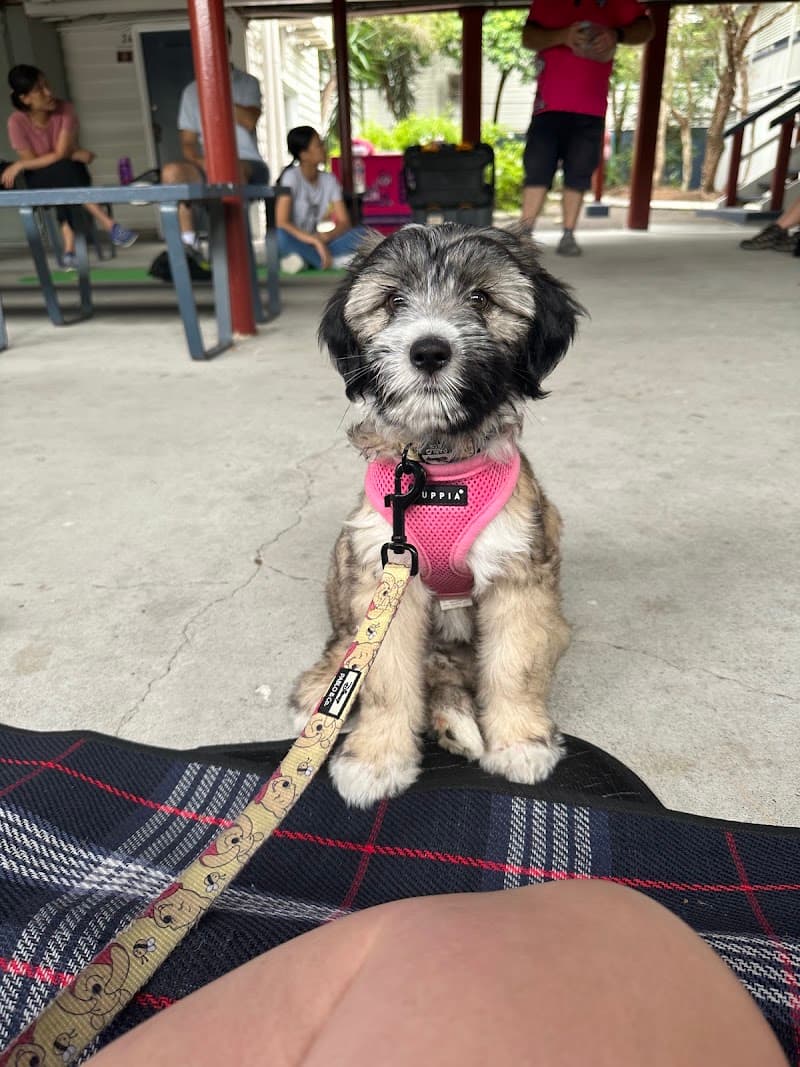 Urban Dog Training dog training work in Carindale