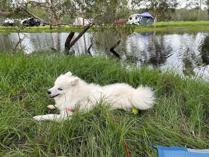 Urban Dog Training dog training work in Carindale