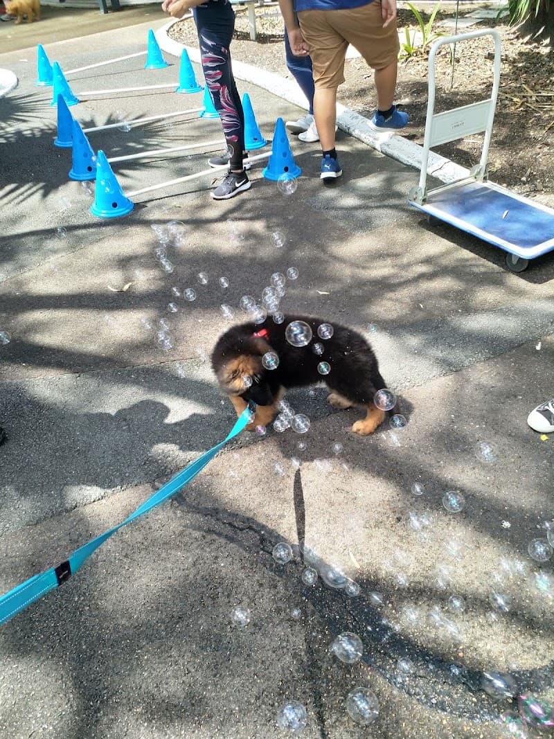 Urban Dog Training dog training work in Carindale