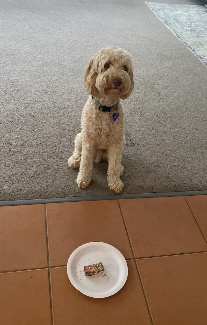 Urban Dog Training dog training work in Carindale