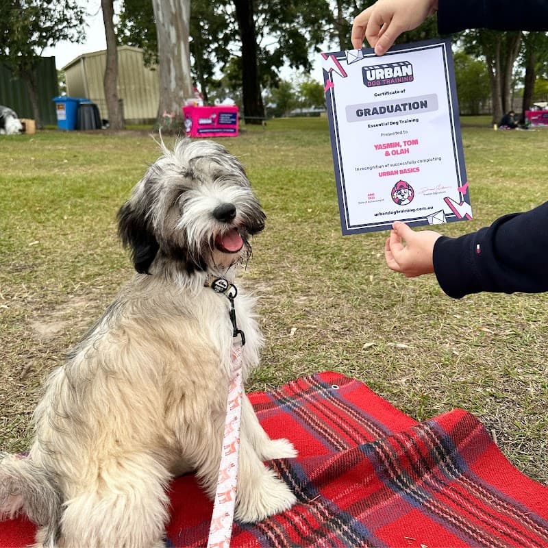 Urban Dog Training dog training work in Carindale