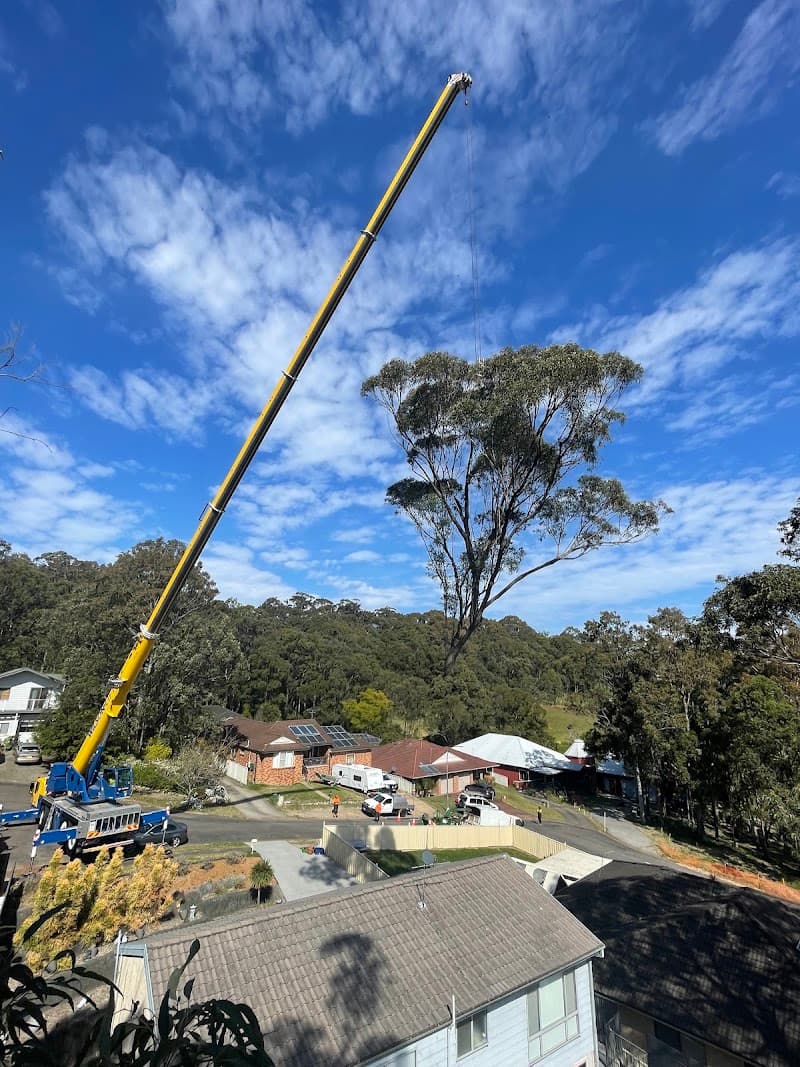 Urban Tree Solutions tree services work in Gateshead