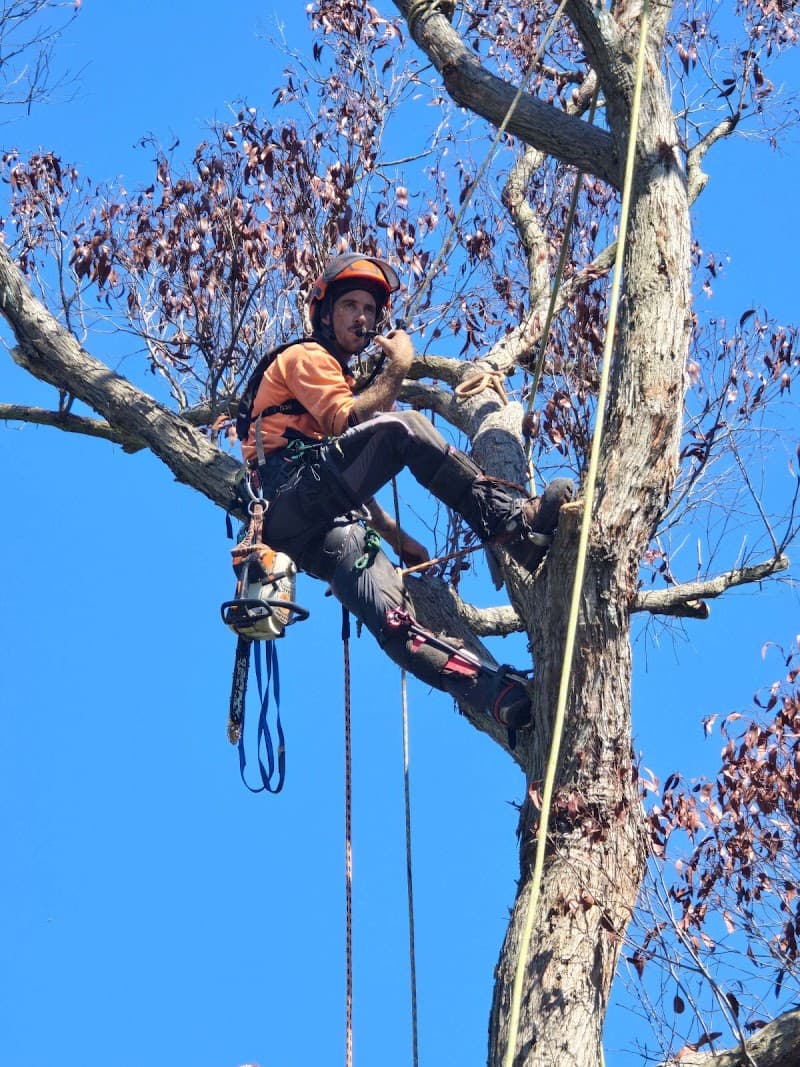 Urban Tree Solutions tree services work in Gateshead