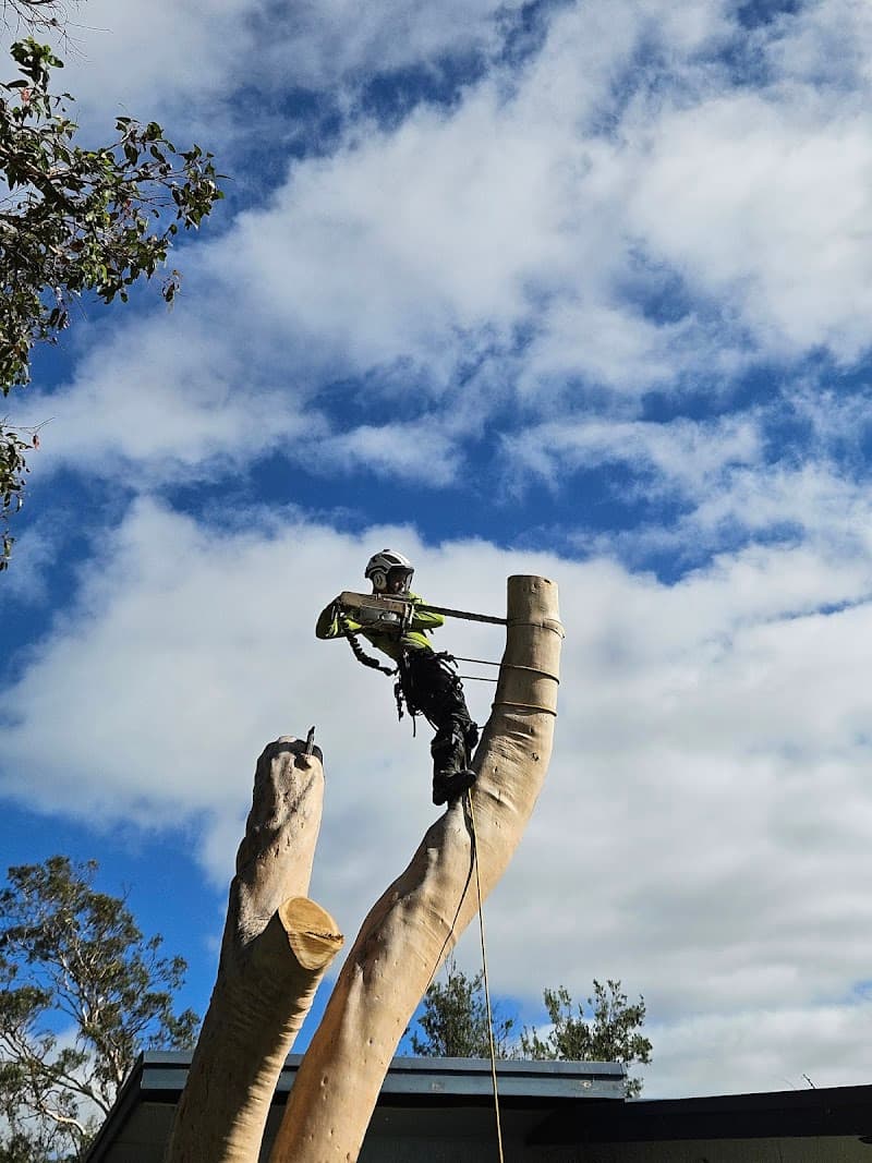 Vantage Tree Services tree services work in Frankston