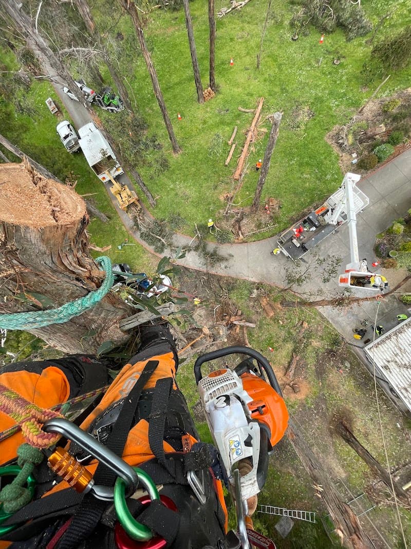 Vantage Tree Services tree services work in Frankston