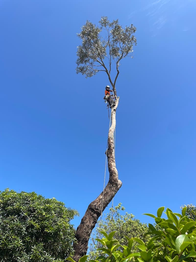 Verdure Trees and Gardens tree services work in Frankston