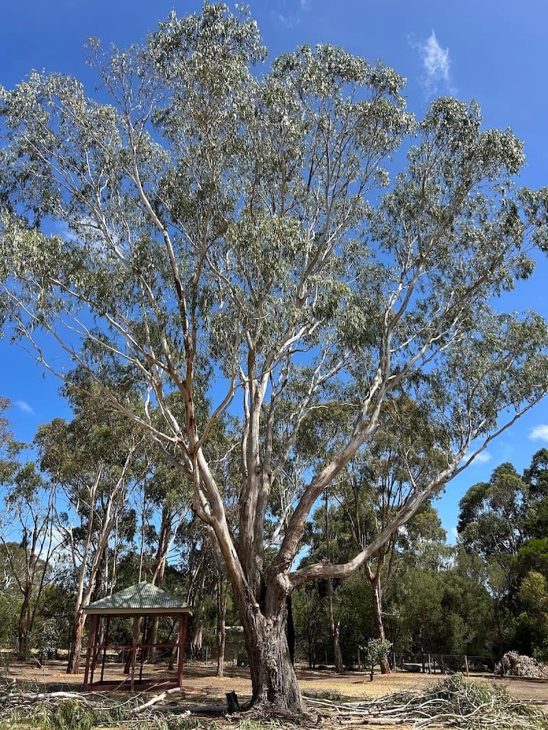 Verdure Trees and Gardens tree services work in Frankston