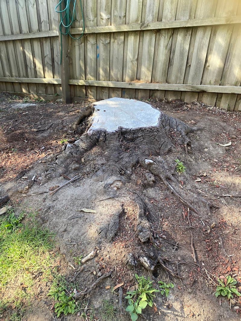 Victorian Tree Specialists tree services work in Blackburn South