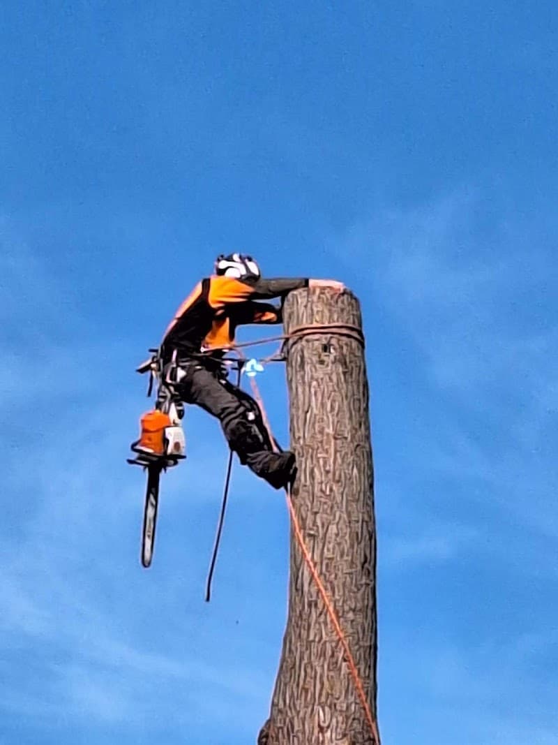 Victorian Tree Specialists tree services work in Blackburn South
