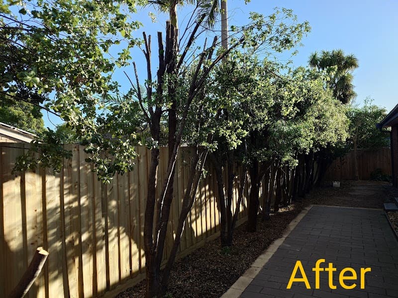 Victorian Tree Specialists tree services work in Blackburn South