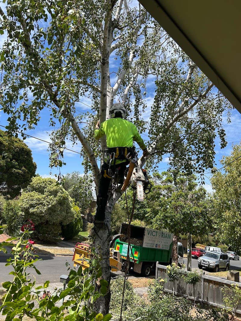 Victorian Tree Specialists tree services work in Blackburn South