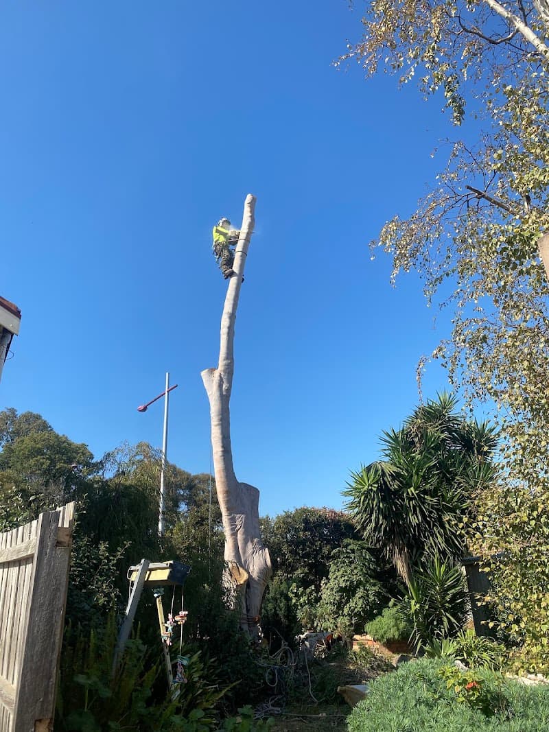Victorian Tree Specialists tree services work in Blackburn South