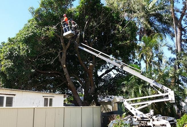 Wade's Tree Service tree services work in Nindaroo