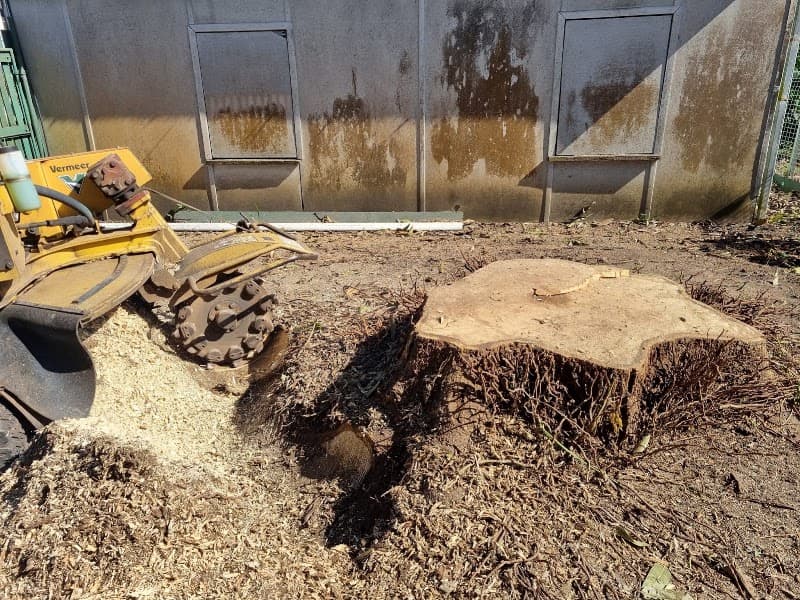 Wade's Tree Service tree services work in Nindaroo