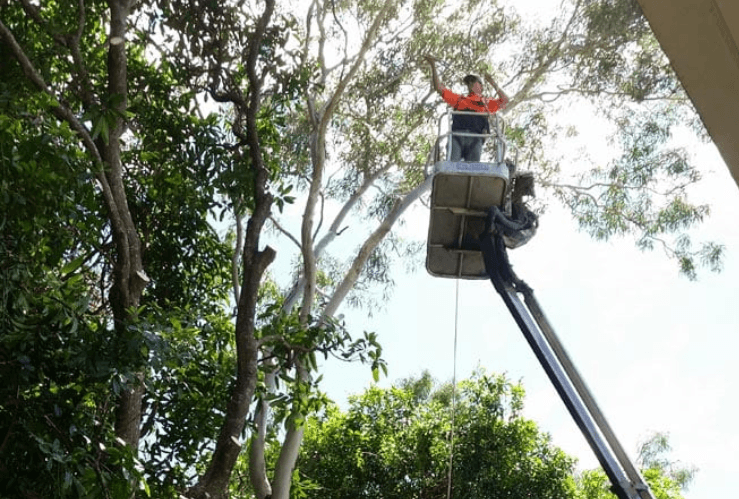 Wade's Tree Service tree services work in Nindaroo
