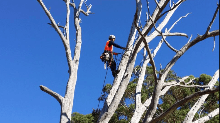 Webb's Tree Surgery tree services work in Port Kennedy