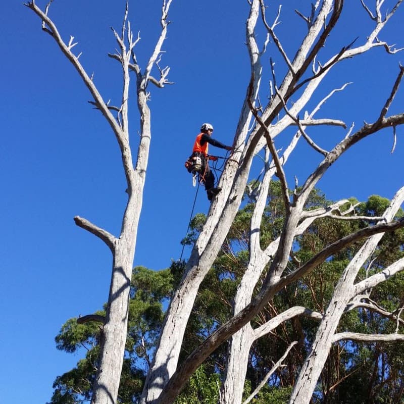 Webb's Tree Surgery tree services work in Port Kennedy