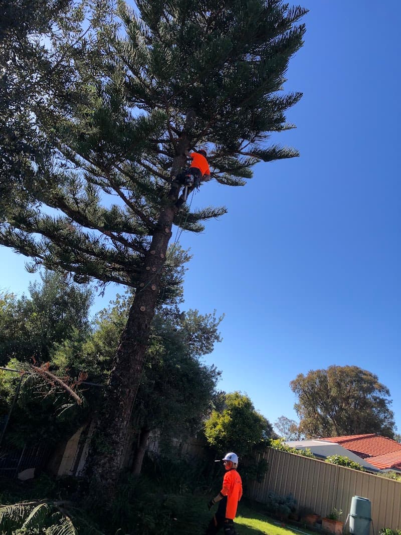 Webb's Tree Surgery tree services work in Port Kennedy
