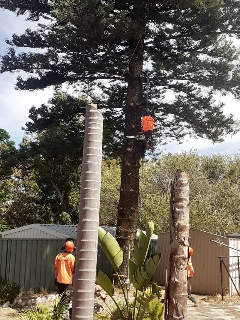 Webb's Tree Surgery tree services work in Port Kennedy
