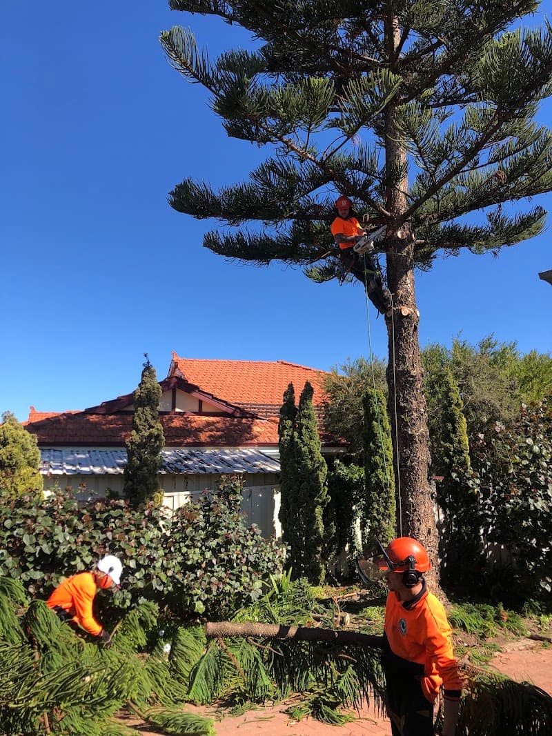 Webb's Tree Surgery tree services work in Port Kennedy