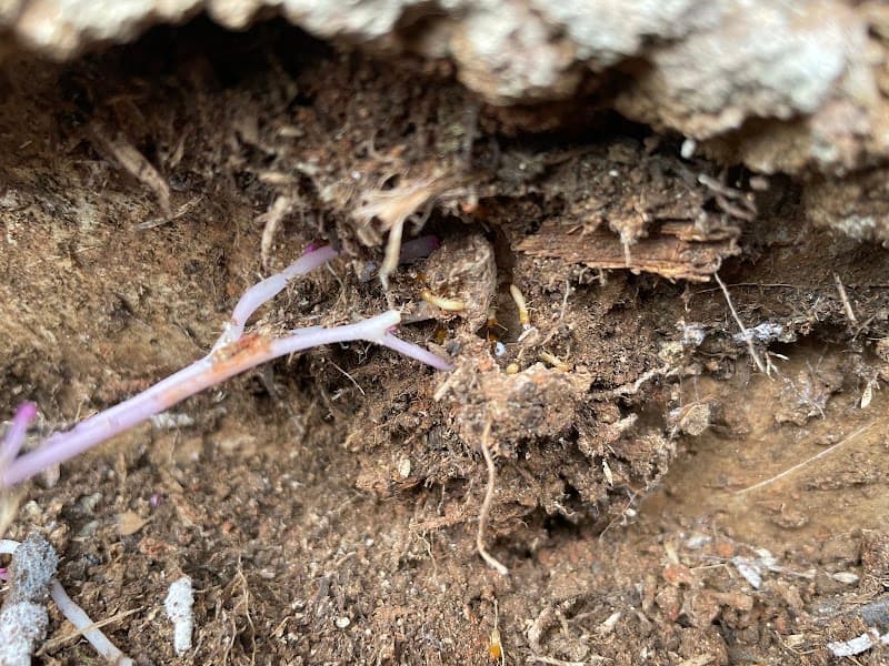 Western Pest Management pest control work in Cranebrook