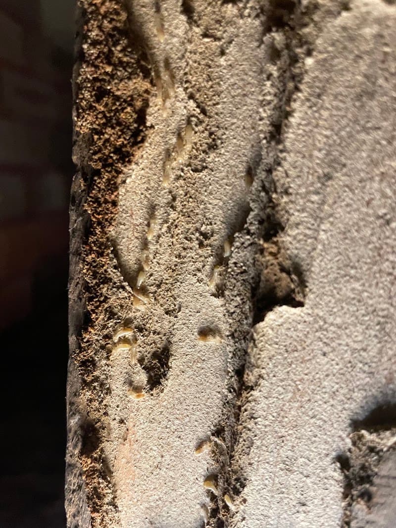 Western Pest Management pest control work in Cranebrook