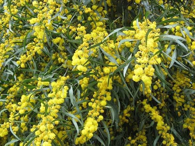 Westside Yard Care gardening work in Highton