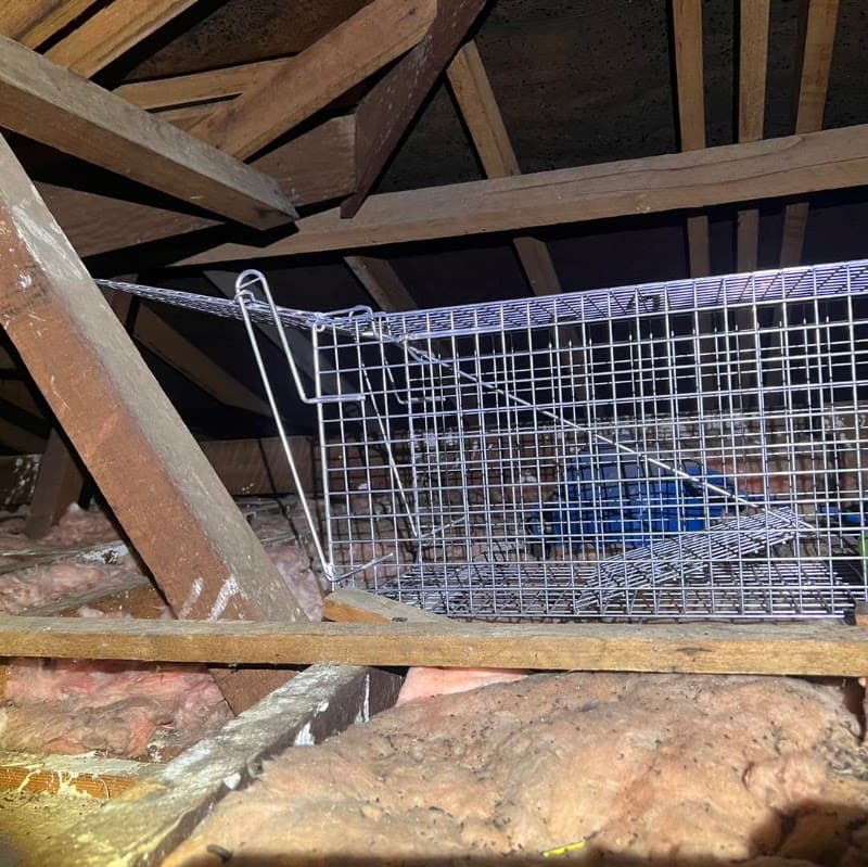 What's Bugging You? pest control work in Penrith