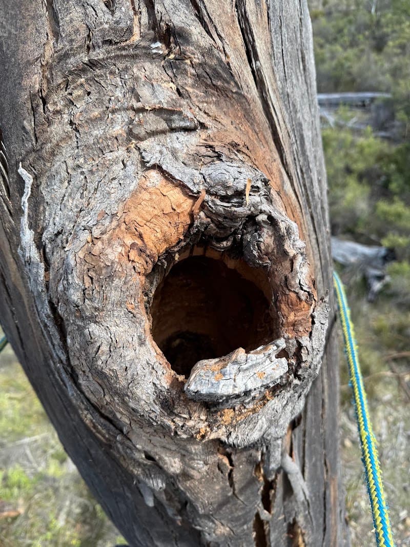 Why Arb- Arborist and Grounds Maintenance Hobart tree services work in Sandy Bay