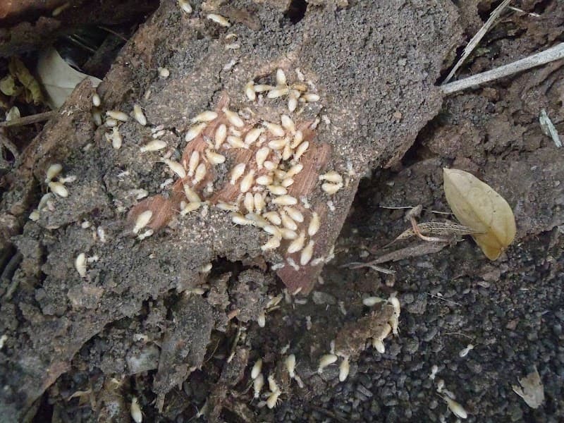 Wide Bay-Burnett Pest Management pest control work in Bundaberg North
