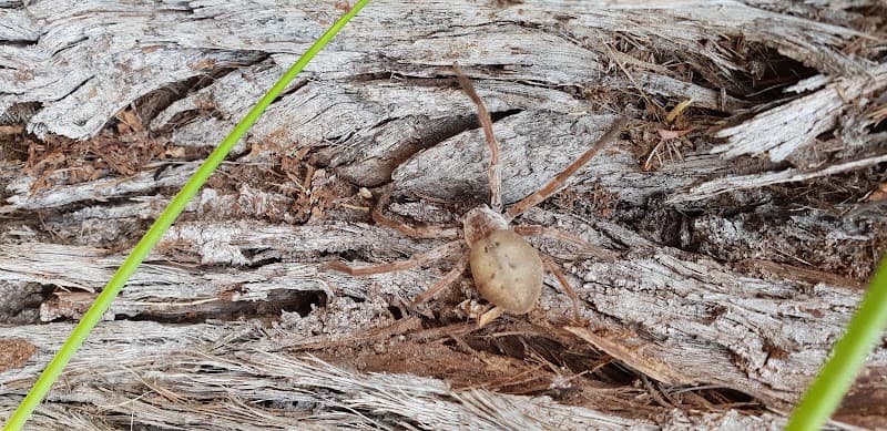 Wide Bay-Burnett Pest Management pest control work in Bundaberg North