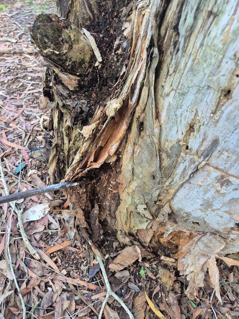Wide Bay Termite Solutions pest control work in Maryborough