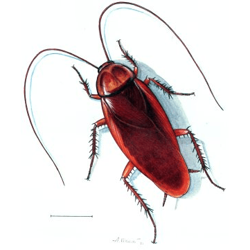 Wide Bay Termite Solutions pest control work in Maryborough