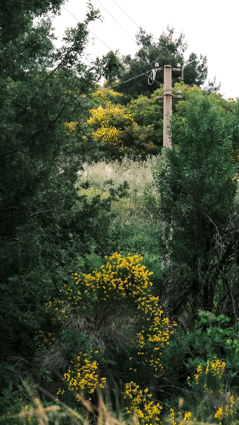 Wild Green Tree Care tree services work in Clarkson
