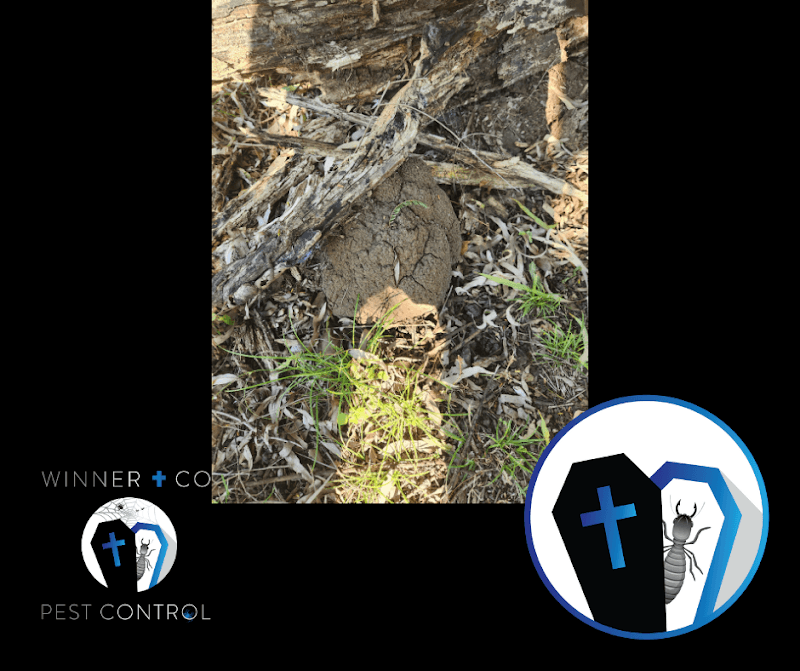 Winner and Co Pest Control Mackay pest control work in Mackay