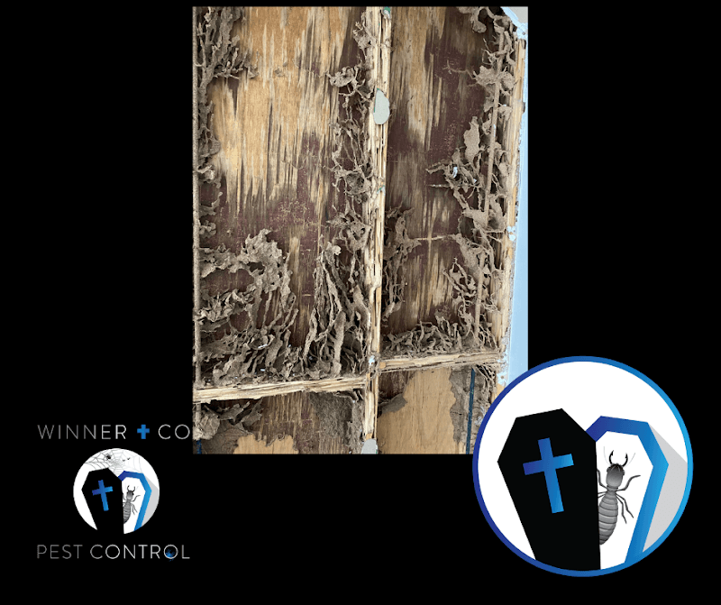 Winner and Co Pest Control Mackay pest control work in Mackay