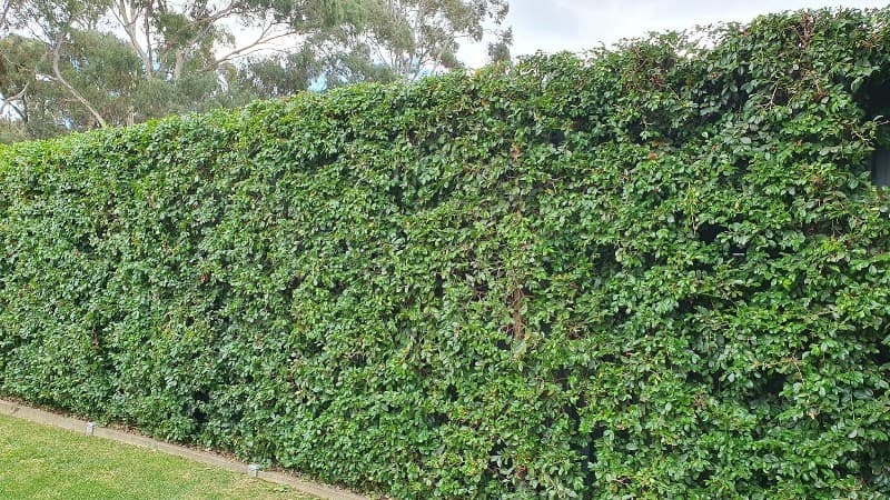 Wise Mowing and More handyman work in Eaglehawk