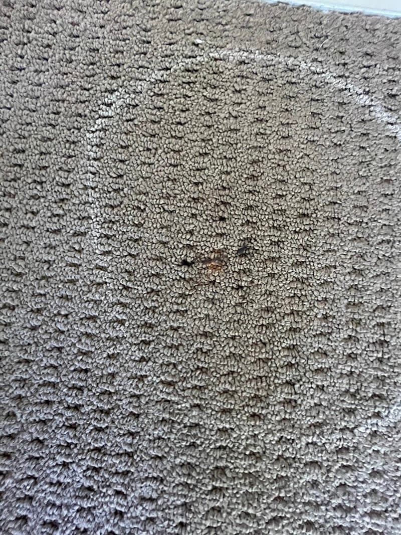 Wow Clean Carpets carpet cleaning work in Breakwater
