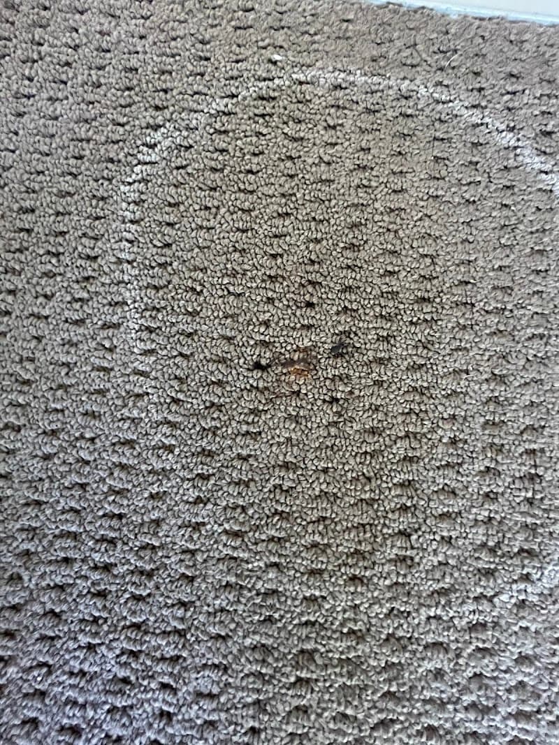 Wow Clean Carpets carpet cleaning work in Breakwater